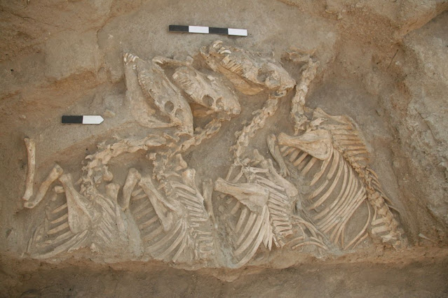 Στην εικόνα ορισμένοι από τους σκελετούς του υβριδικού είδους γαϊδάρων που έπαιρνε μέρος σε μάχες στη Μεσοποταμία.