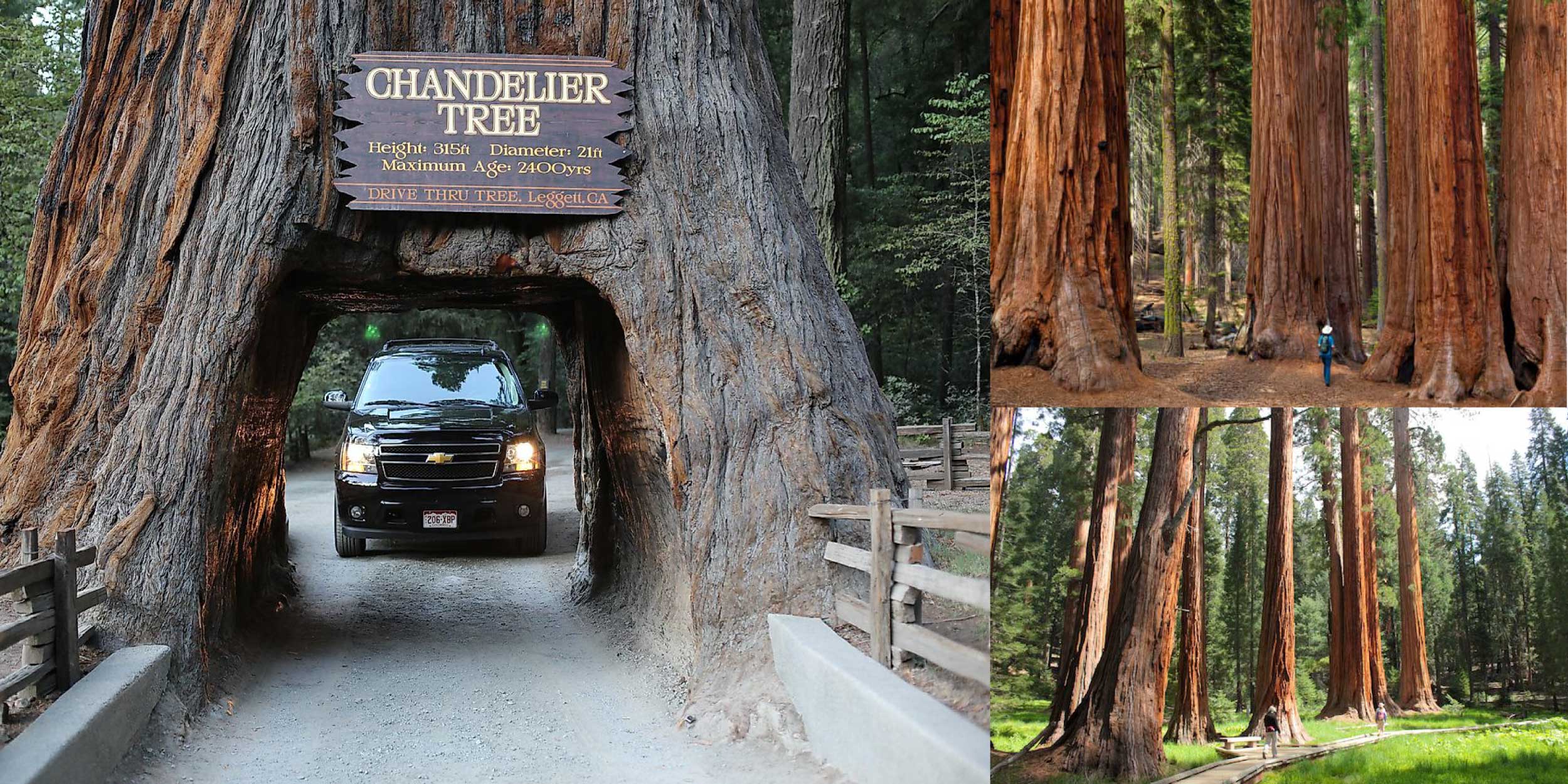 Best things to do in California - Giant redwoods in Sequoia National Park