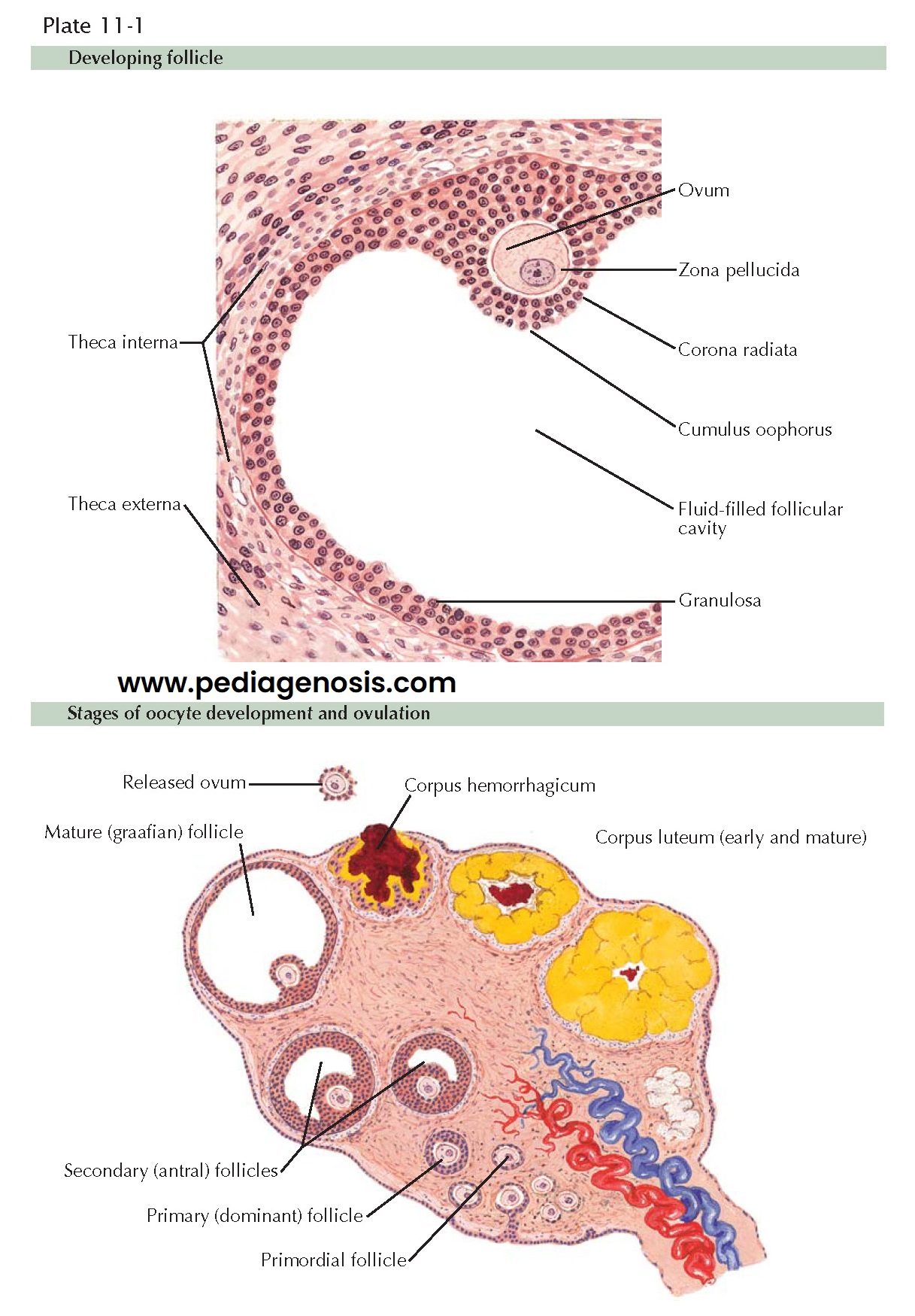 THE OOCYTE AND OVULATION