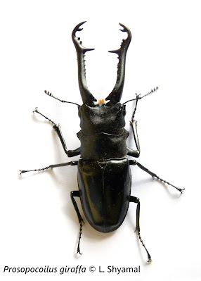 Escarabajo lucánido macho con enormes mandíbulas, tan desarrolladas que casi son del mismo tamaño que su cuerpo