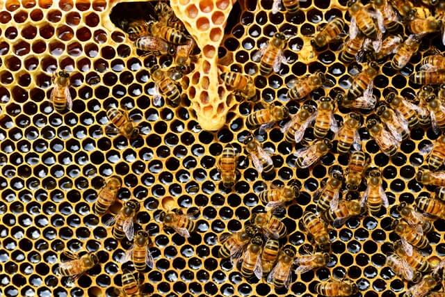 Honey bees adopt social distancing behavior to reduce transmission of infection within the hive