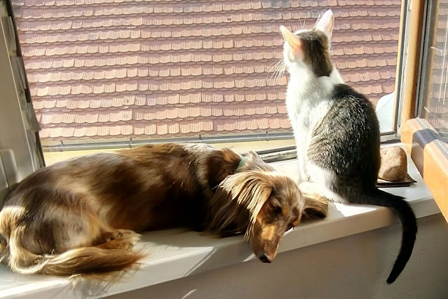 A cat looks out of the window next to a curled up, sleeping dog