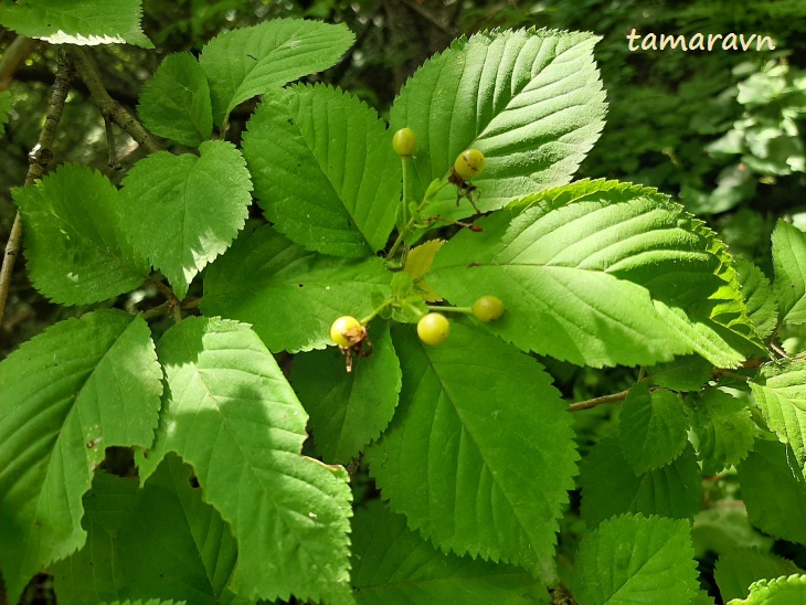 Вишня Максимовича / Черёмуха Максимовича (Cerasus maximowiczii, =Prunus maximowiczii, =Padus maximowiczii)