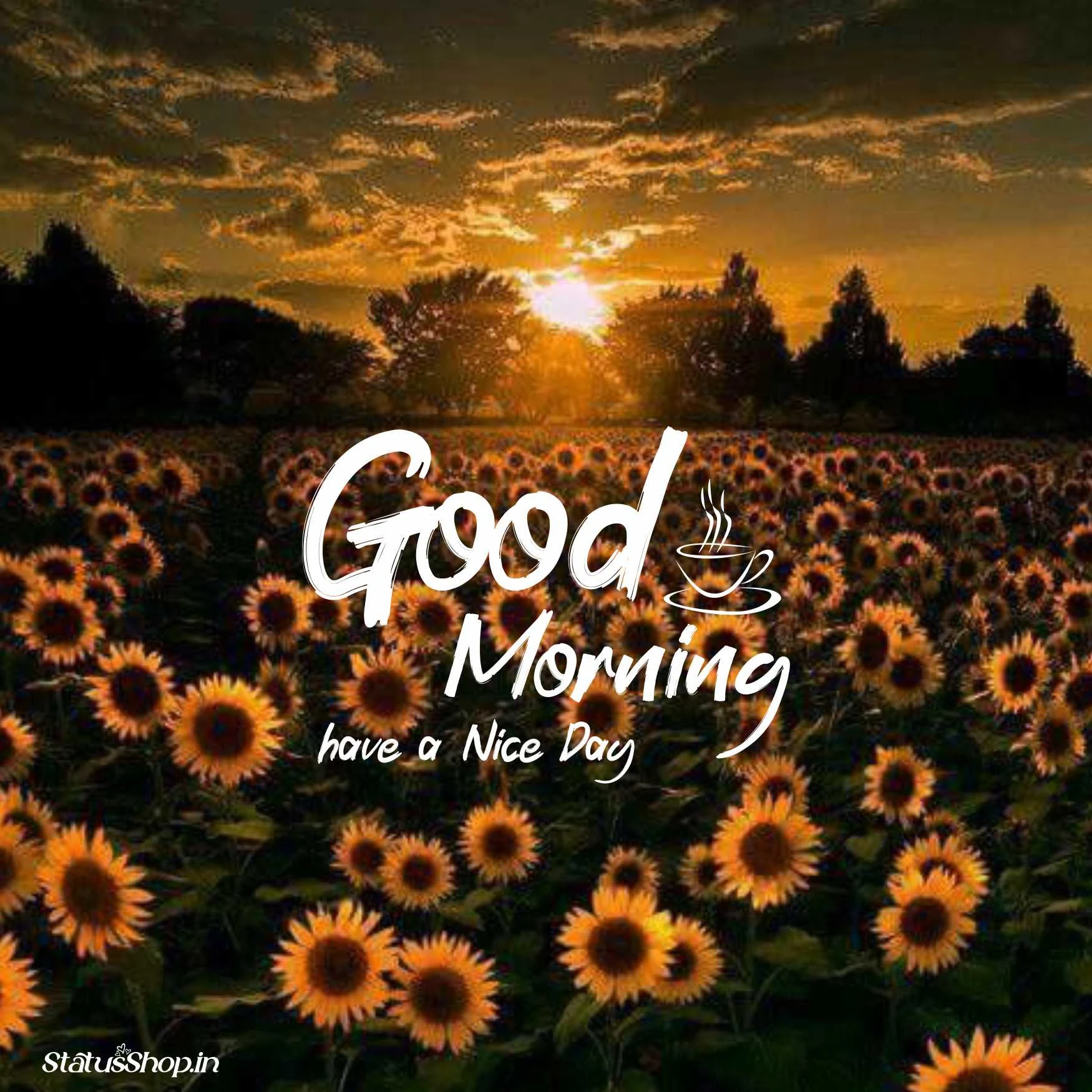 Good-Morning-Images-Sunflower