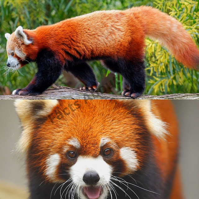 Giant Panda Information-Panda Breed, Food, Subspecies, Classification
