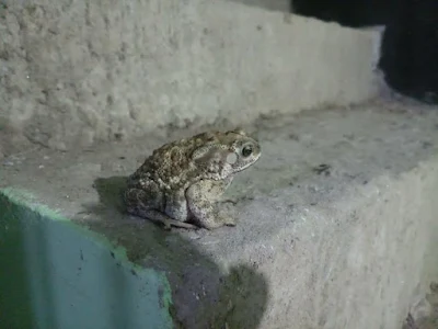 Asian common toad photo