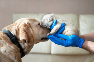 When Can You Handle Newborn Puppies ?