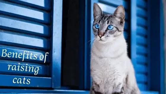 raising a kitten،cats،raising cats،maine coon،manx cat،cat litter،cats for sale،sale near me،cat tree،cute cat،hypoallergenic،hairless cat،ragdoll cat،kittens for sale،calico cat،sphynx cat،kitten،black cat،savannah cat،siamese cat،bengal cat،persian cat،cat،Benefits of raising cats Cats have many psychological and social benefitscat