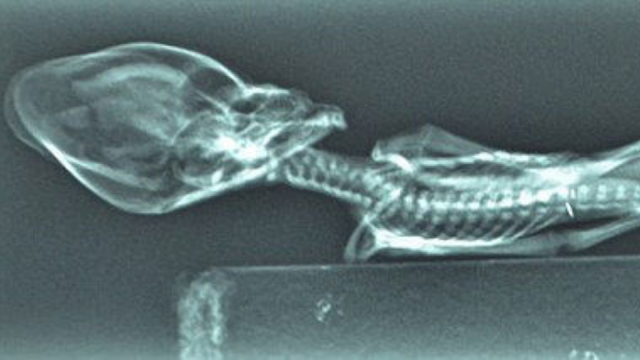 X-ray photo of the Atacama ancient Alien being's body showing full skeleton.