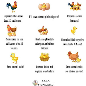 L'INTELLIGENZA DI POLLI E GALLINE