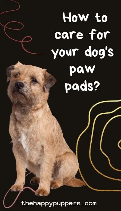 Caring for dog paw pads