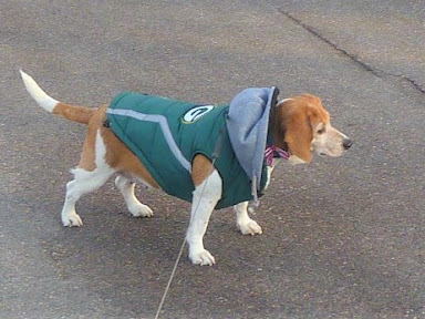 Beagle dog on a leash, wearing a packer puffer jacket