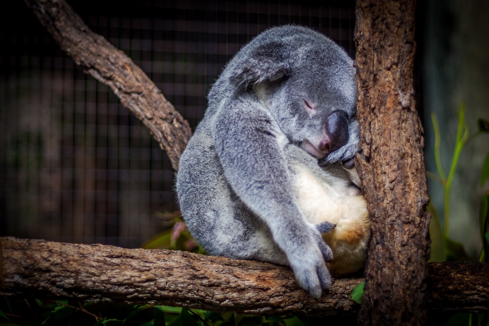 Sleeping Koala | Photo by Cris Saur via Unsplash