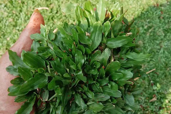 JUAL RUMPUT JEPANG BATAM