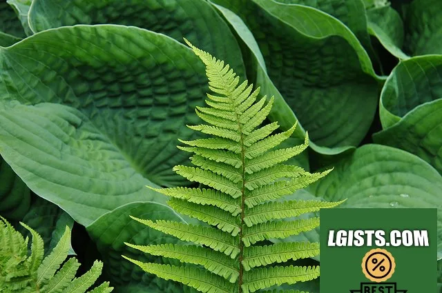 What Is Chlorophyll?