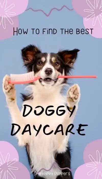 Dog daycare: how to find the best one?