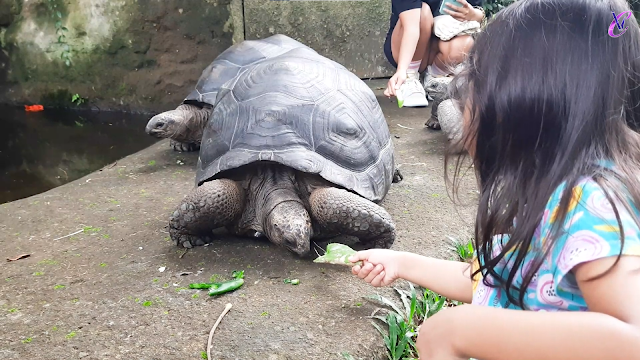 Mason Elephant Park and Lodge Gianyar Bali | Elephant Ride Experience