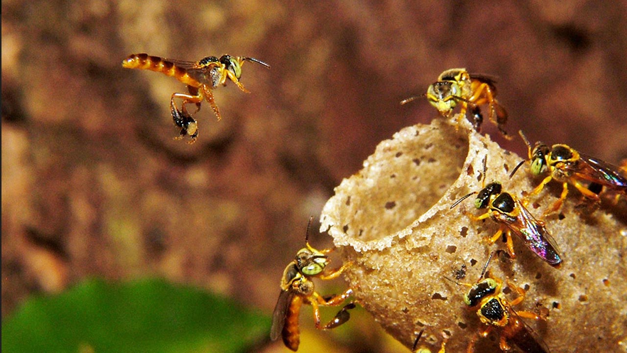 Parque Municipal de Botucatu recebe Oficina de Confecção de Iscas para Abelhas sem ferrão