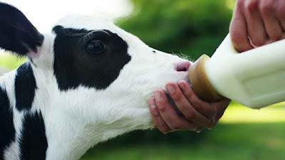 How much colostrum do dairy calves need?