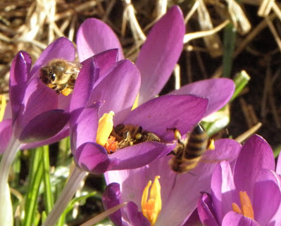 honingbij Boerenkrokus