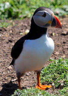 While most people know about penguins, less known is the puffin, a kind of penguin of the North Atlantic. Its characteristics demonstrate design.