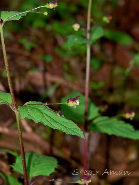 Scrophularia musashiensis