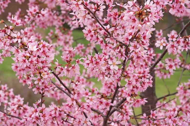 Prunus 'Okame'