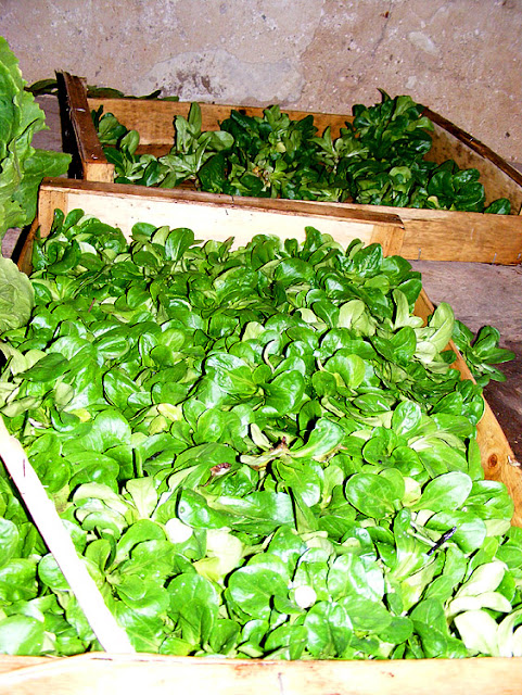 Lambs lettuce in a farm shop, Indre et Loire, France. Photo by Loire Valley Time Travel.