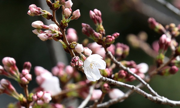 ２２年３月１７日（木）福岡で【桜】開花発表！