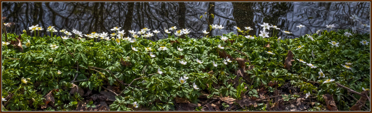                                                   Natur -Berlin