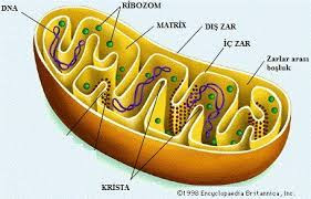 Resim