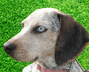 Bluetick Walker Temperament, Size, Lifespan, Adoption, Price