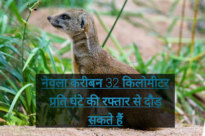 Mongoose Information In Hindi