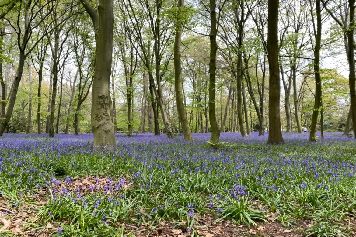 A carpet of bluebells in woodland in Essex