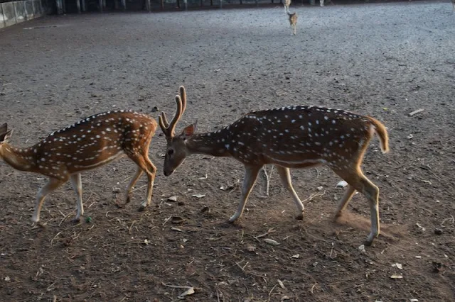 Spotted deers at Sundarban