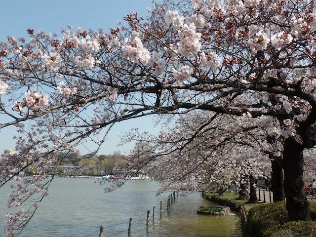 tokyo ueno park cherry blossom