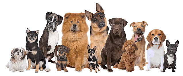 The Ultimate Guide to Dog Breeds by Sizes