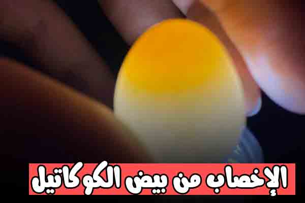 الإخصاب من بيض الكوكاتيل – Nooh Freestyle