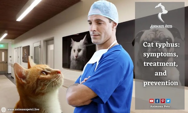 Cat typhus: symptoms, treatment, and prevention