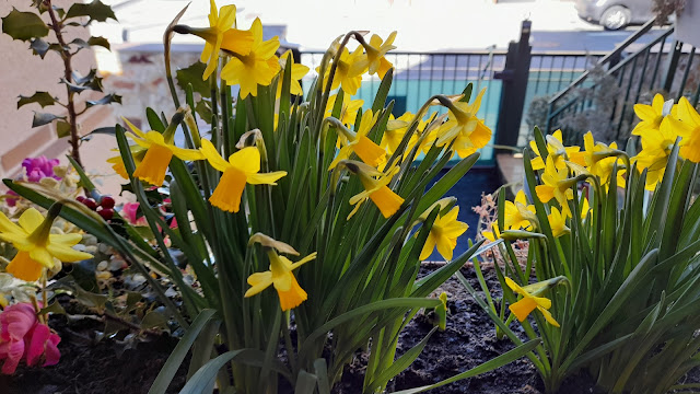 Narcisos Tête à Tête (Narcissus spp.).