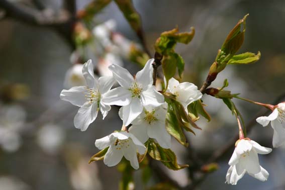 Вишня Левейе́ / Вишня скромная (Prunus leveilleana, =Prunus verecunda)