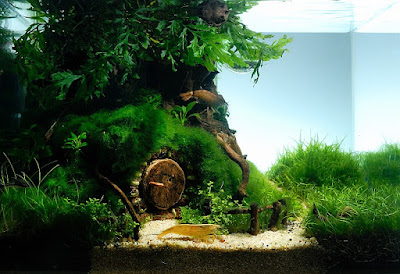 membuat aquascape tema hobbit