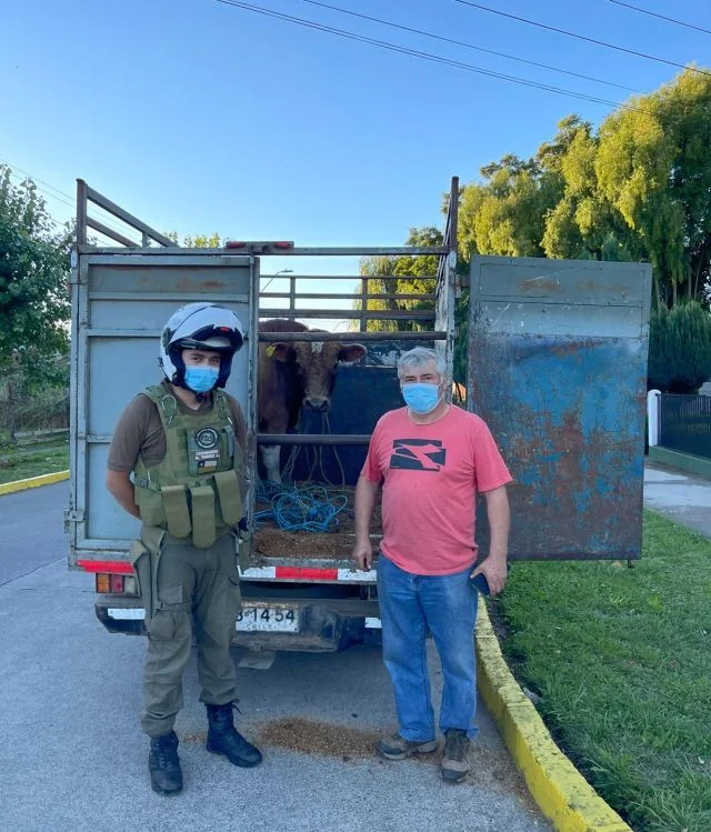 Recuperación del vacuno en operativo de Carabineros