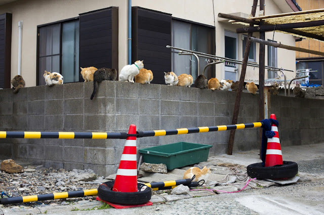 Кошачий рай — остров кошек Аошима