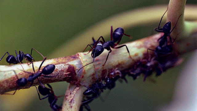 책 리뷰 | 개미와 공작 | 헬레나 크로닌 | 다윈주의 이론의 역사적 공백을 채우다