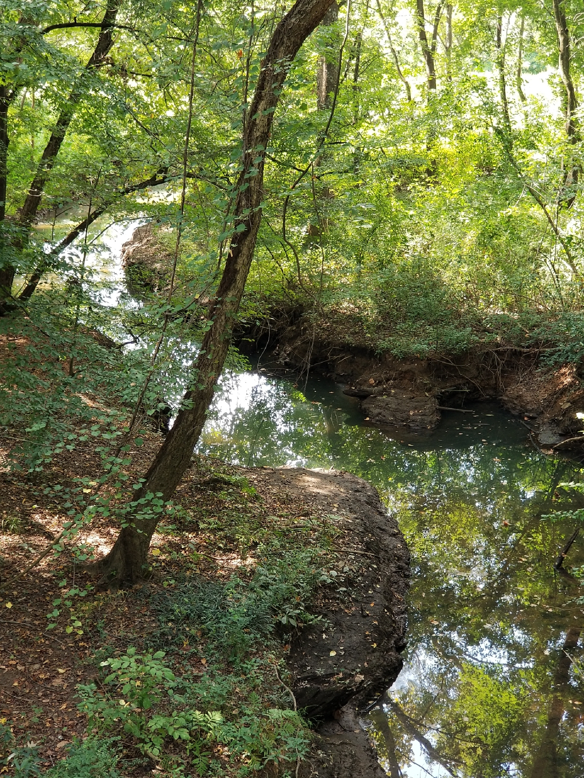 A creek perhaps four feet wide traces out a wide S-shape though a lightly wooded scene.