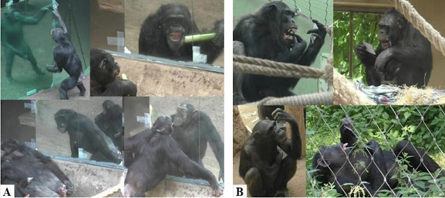 Chimpanzees using large and small mirrors in the mirror test