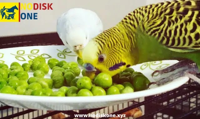 The Correct Guide To Feed Your Budgies