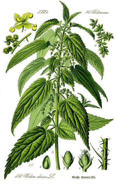 Ботаническая иллюстрация Urtica dioica