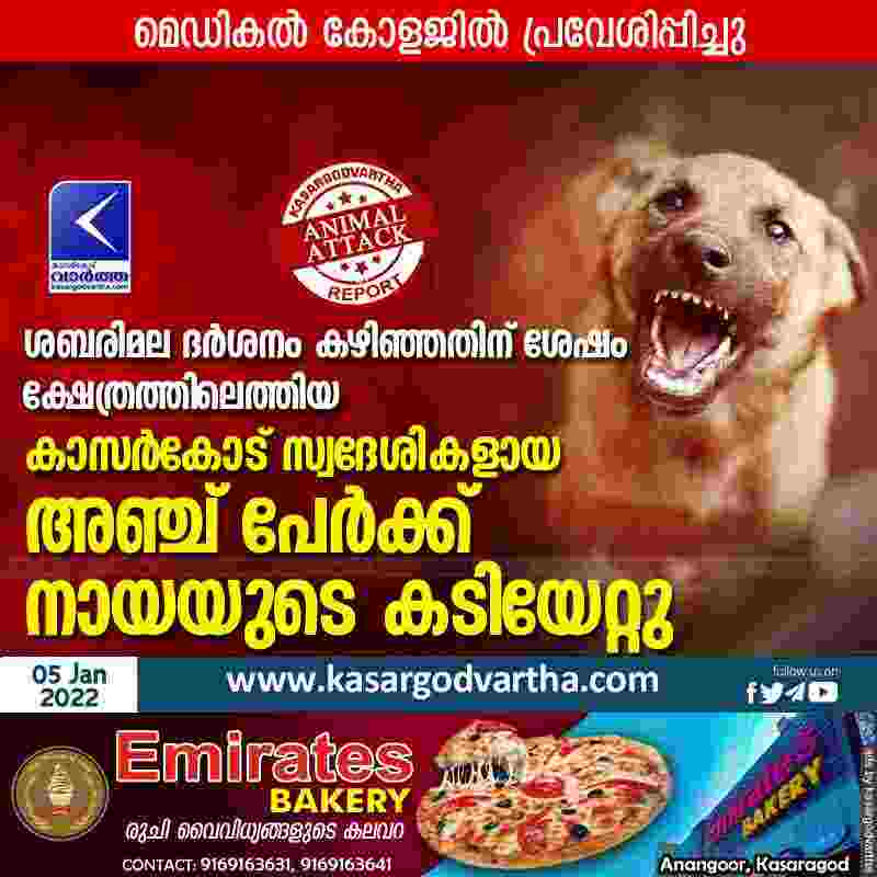 Kerala, News, Top-Headlines, Pathanamthitta, Temple, Kasaragod, Natives, Dog bite, Road, Treatment, Medical College, Shabarimala, Five Kasaragod natives bitten by dog.